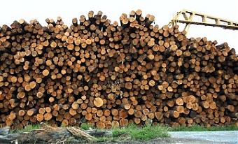 180726_wood_processing.jpg