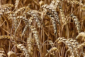 180816_grain.jpg