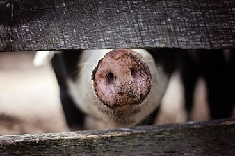 180904_pigs.jpg