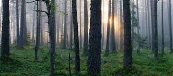 181214_forestEE.jpg