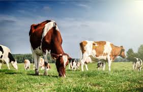 190215_dairy_herds.jpg
