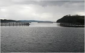 190517_fish_farmingEE.jpg