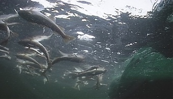 190529_baltic_cod.jpg