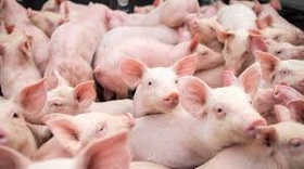 191106_pigs.jpg