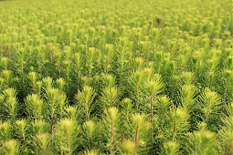 200824_forestLV.JPG