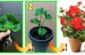 Lielisks veids, kā pavairot pelargonijas/ģerānijas – būs nepieciešama tikai viena lapiņa 