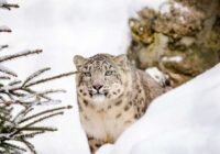 Dienas prognoze 27. novembrim iesaka turēt mēli aiz zobiem un nestāstīt par saviem plāniem un panākumiem