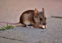 Sievastēvs ieteica vienkāršu un efektīvu līdzekli, kas palīdzēja atbrīvoties no pelēm manā lauku mājā