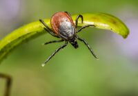 Augi, kas pilnībā atbaida ērces – sastādiet tos ap savu māju un dārzā