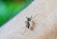 Ātri atvadieties no odiem, izmantojot šos 10 dabiskos ieteikumus, kas patiešām darbojas