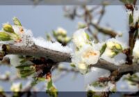 Kā palīdzēt augiem pēc salnām; kas jādara ātri, lai palīdzētu tiem atgūties