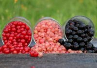 Pieredzējušu dārznieku padomi jāņogu un upeņu kopšanā, lai ogas būtu kā lielas vīnogas