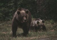 Vienā Latvijas novadā regulāri klejo vairāki pieauguši lāči un tie ir nofilmēti (+ VIDEO)