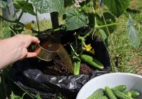 Gurķi maisos – tas ir veids, kā iegūt lielu ražu arī tad ja tev nav dārza, siltumnīcas vai negribas tos ravēt