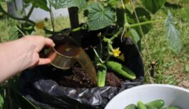 Gurķi maisos – tas ir veids, kā iegūt lielu ražu arī tad ja tev nav dārza, siltumnīcas vai negribas tos ravēt