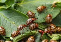 Efektīvi līdzekļi kā atbrīvoties no Kolorādo kartupeļu vaboles