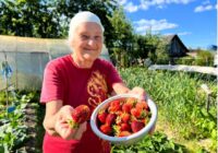 “Visi tās izmet, bet es krāju ziemai”: tante pastāstīja, kur izmantot zemeņu astītes