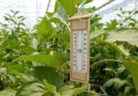Kā pazemināt temperatūru siltumnīcā, lai novērstu augu bojājumus karstuma dēļ