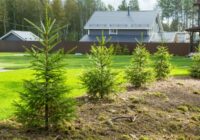 Bīstamie kaimiņi – 7 koki, kurus labāk nestādīt savā pagalmā