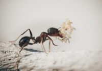 Pasargājiet savu māju no skudrām ar relaksējošu aromātu, ko tās nevar izturēt