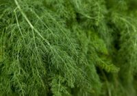 Augi, kurus vienmēr vajadzētu audzēt kopā ar dillēm