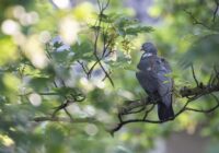Horoskops 29. maijam: Auniem – sapņa piepildījums, Zivīm – ceļojums