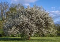 Pastāstīsim, ko darīt ar plūmju koku pavasarī, lai katrs zieds pārvērstos sulīgā auglī