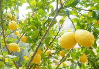 Kā audzēt citronkoku telpās, lai visa gada garumā baudītu garšīgus citrusaugļus