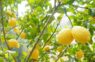 Kā audzēt citronkoku telpās, lai visa gada garumā baudītu garšīgus citrusaugļus