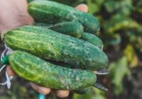 Pieredzējuši agronomi nosaukuši 3 vislabākās gurķu šķirnes, kas nebaidās ne no karstuma, ne no aukstuma un dod labu ražu