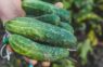 Pieredzējuši agronomi nosaukuši 3 vislabākās gurķu šķirnes, kas nebaidās ne no karstuma, ne no aukstuma un dod labu ražu