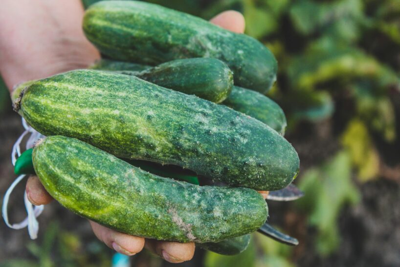Pieredzējuši agronomi nosaukuši 3 vislabākās gurķu šķirnes, kas nebaidās ne no karstuma, ne no aukstuma un dod labu ražu