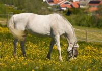 Horoskops 22. maijam: Vērsim – sarežģījumi, Ūdensvīram – priecīga tikšanās
