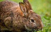 Kā izvēlēties barību trušiem: lopkopji sniedza interesantus padomus Kā izvēlēties barību trušiem: lopkopji sniedza interesantus padomus