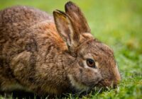 Kā izvēlēties barību trušiem: lopkopji sniedza interesantus padomus