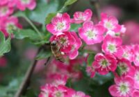 Horoskops 28. maijam: Svariem – skaudība, Strēlniekiem – patīkamas dāvanas