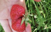 Ar ziedošu zemeņu lauku daru to pašu, ko mana vecmāmiņa jau darīja daudzus gadus atpakaļ: pēc piecu minūšu kopšanas ogas kļūst divreiz lielākas Ar ziedošu zemeņu lauku daru to pašu, ko mana vecmāmiņa jau darīja daudzus gadus atpakaļ: pēc piecu minūšu kopšanas ogas kļūst divreiz lielākas