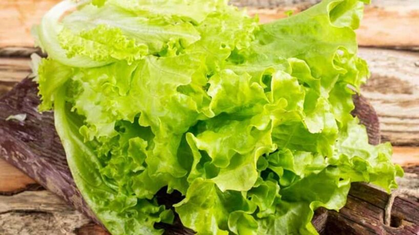 Salāti saglabāsies svaigi pat 10 dienas – kā tos pareizi uzglabāt ledusskapī