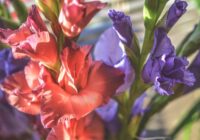 Kā līdz 1.septembrim izaudzēt greznas gladiolas – pārbaudīta kopšanas shēma