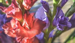 Kā līdz 1.septembrim izaudzēt greznas gladiolas – pārbaudīta kopšanas shēma