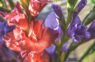 Kā līdz 1.septembrim izaudzēt greznas gladiolas – pārbaudīta kopšanas shēma