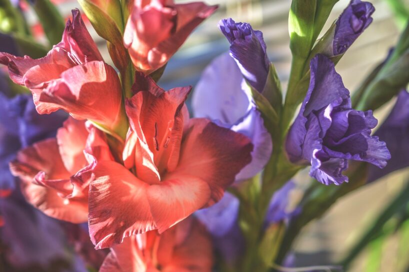 Kā līdz 1.septembrim izaudzēt greznas gladiolas – pārbaudīta kopšanas shēma