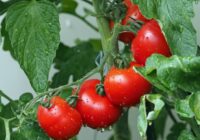 Mēslošanas līdzekļu vietā pieredzējuši agronomi veic vienu darbību ar tomātiem, lai stimulētu augļu veidošanos