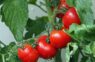 Mēslošanas līdzekļu vietā pieredzējuši agronomi veic vienu darbību ar tomātiem, lai stimulētu augļu veidošanos
