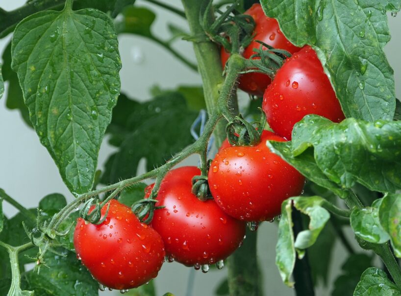 Mēslošanas līdzekļu vietā pieredzējuši agronomi veic vienu darbību ar tomātiem, lai stimulētu augļu veidošanos