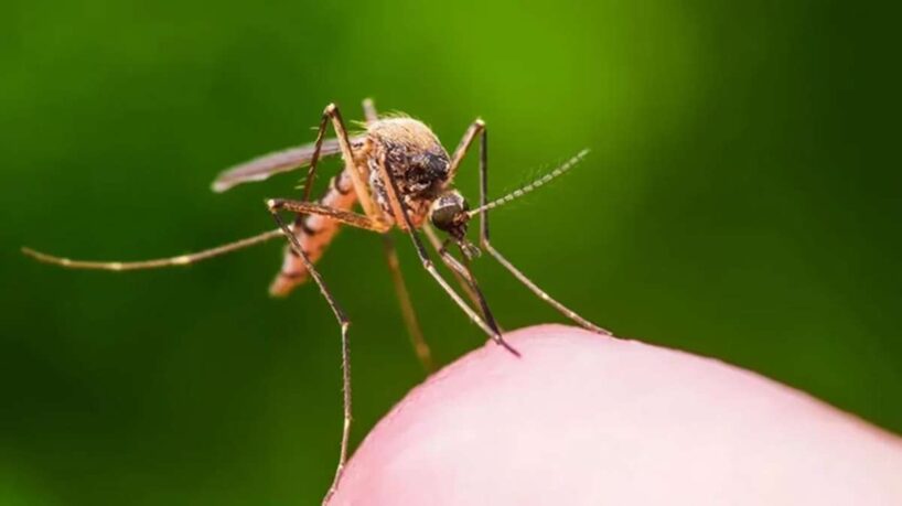 Dabīgie odu atbaidīšanas līdzekļi – kukaiņi turēsies no jums pa gabalu