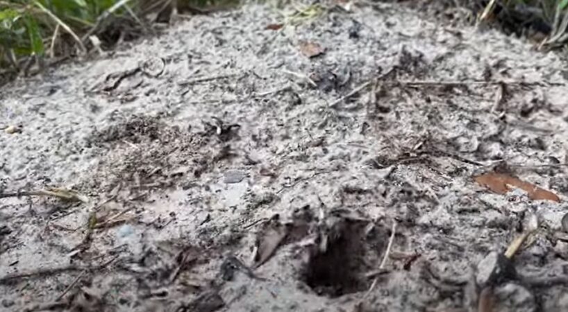 Ne verdošs ūdens, ne soda: auglis, kas lieliski piemērots skudru pūžņu likvidēšanai dārzā