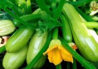 Kā iegūt bagātīgu kabaču ražu – galvenie audzēšanas noteikumi