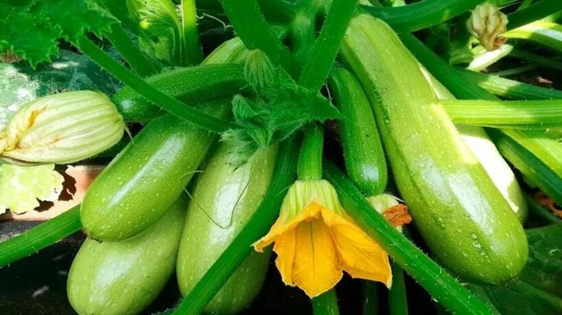 Kā iegūt bagātīgu kabaču ražu – galvenie audzēšanas noteikumi