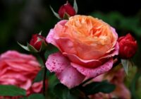 Pieredzējuši dārzkopji atklāj, kā pabarot rozes jūnijā, lai tās bagātīgi ziedētu līdz vēlam rudenim